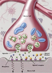 Opioid agonist effects