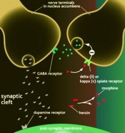 Opioid Agonist